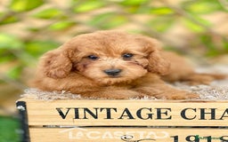 Caniche Toy perros en venta: Camada de Antonieta  - Imagen 1