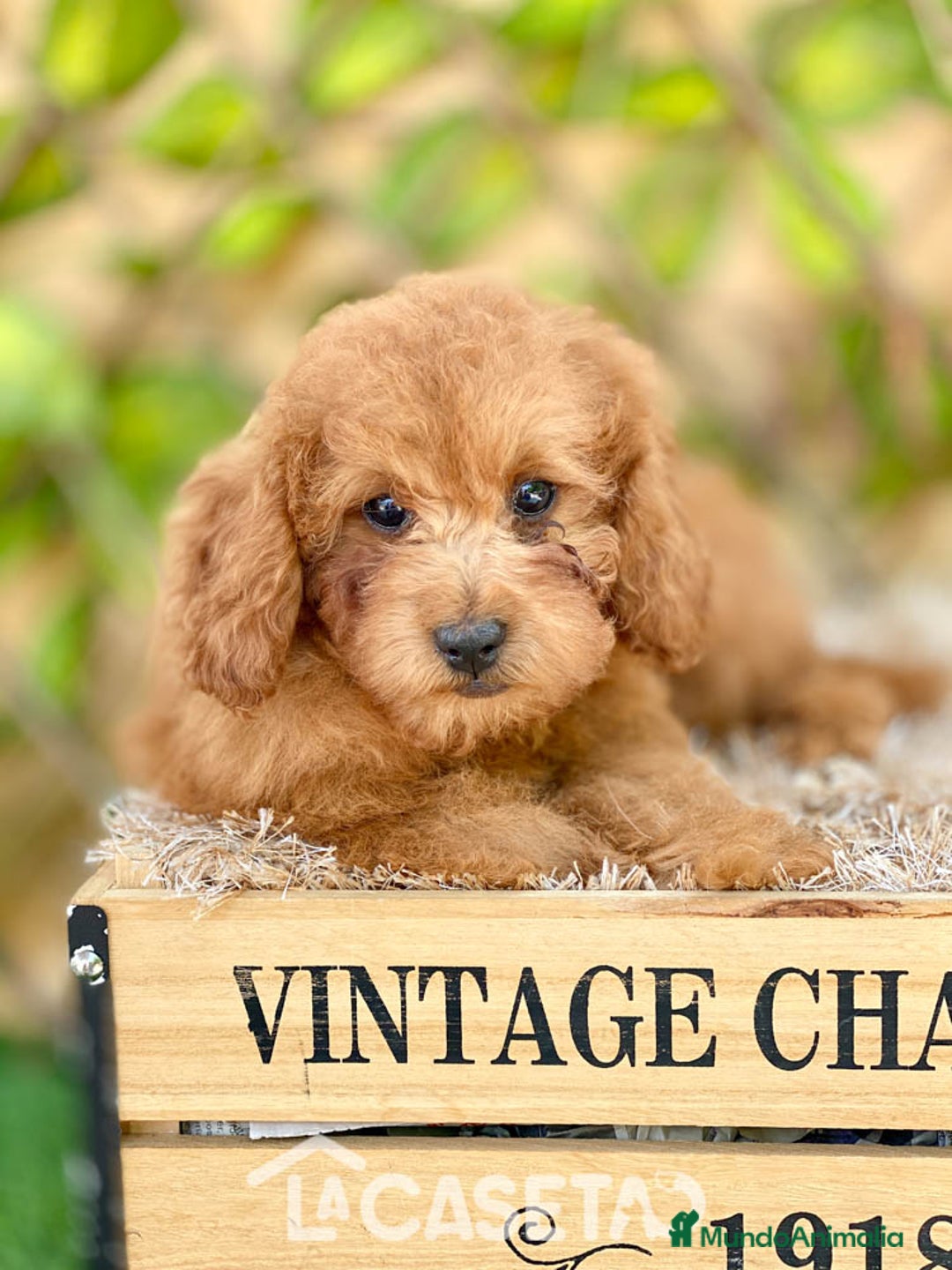 Caniche Toy perros en venta: Camada de Antonieta  - Imagen 1
