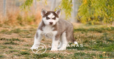 Husky Siberiano perros - Anuncio 3
