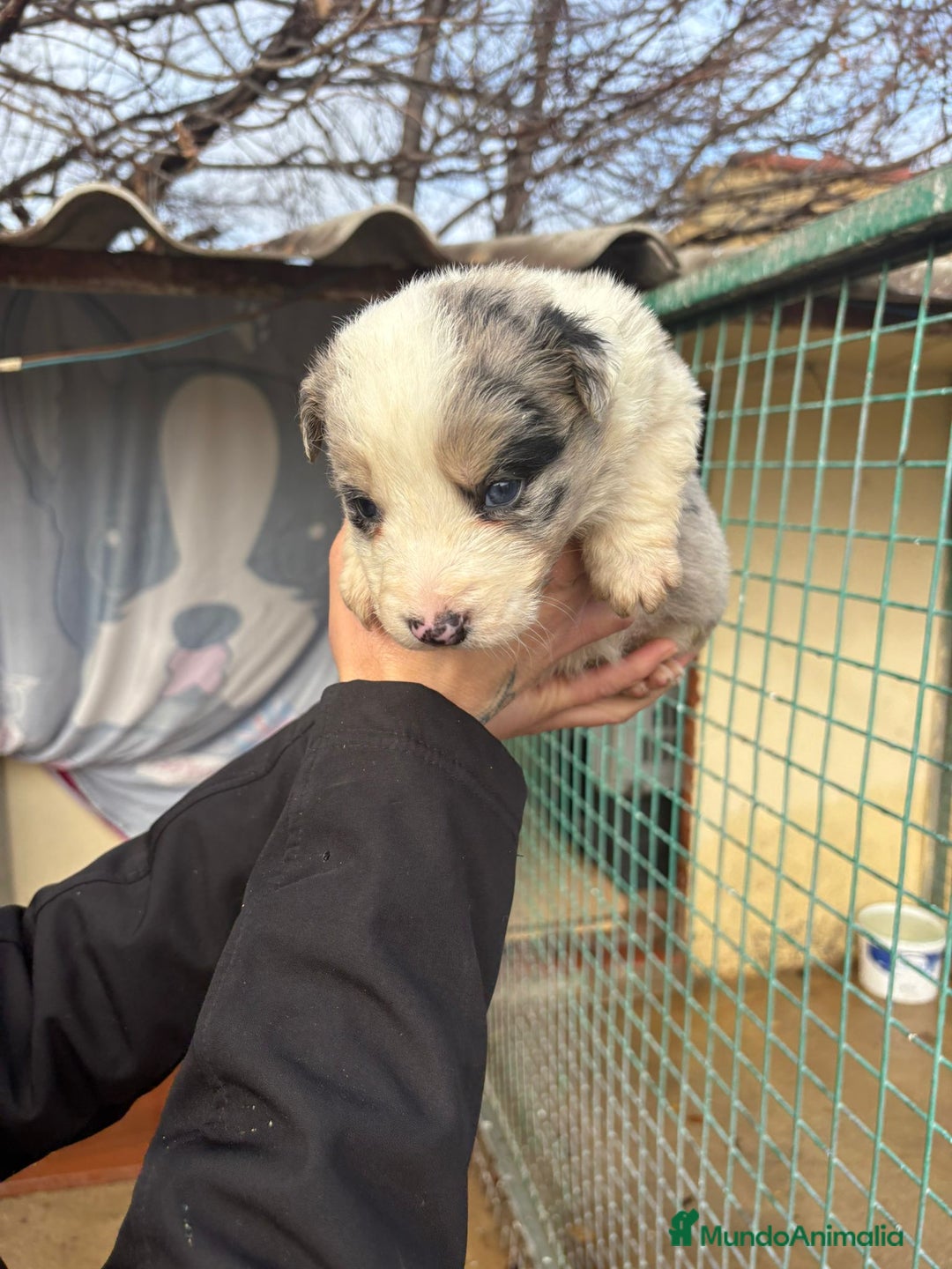 Border Collie perros en venta: Cachorro macho border collie merle  - Anuncio 5