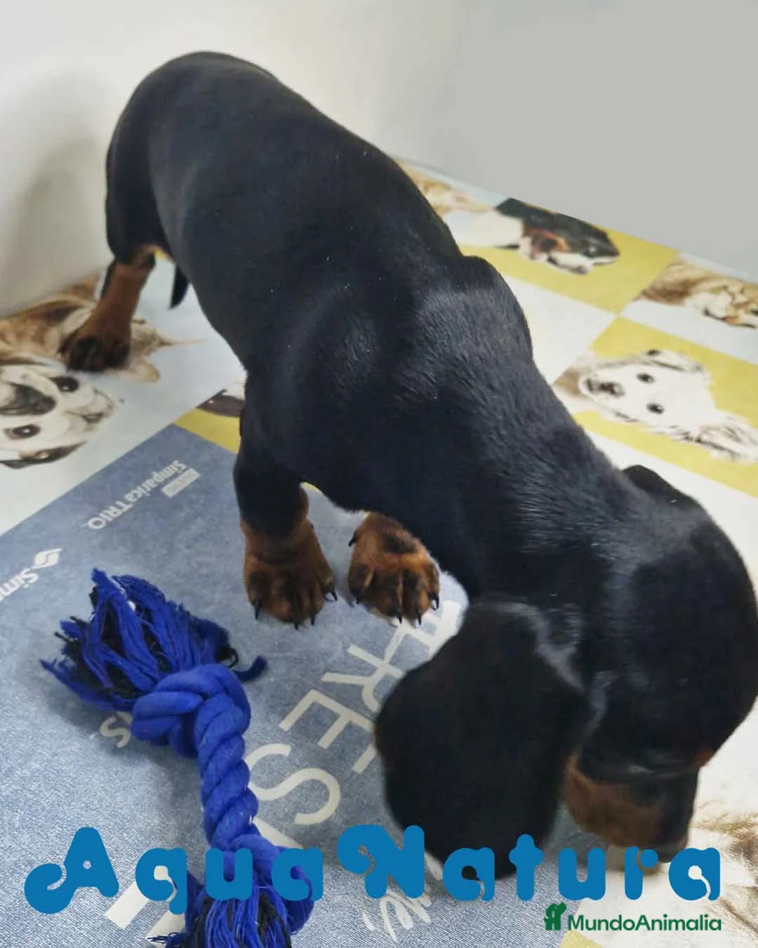 Teckel perros en venta: Teckel Hembra 9972 - AQUANATURA en Barcelona - Anuncio 7
