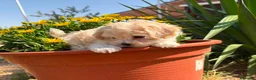 Maltipoo perros en venta: Maltipoo macho fotos actuales !! - Anuncio 5