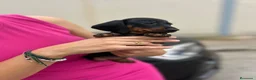 Teckel Miniatura perros en venta: teckel kaninchen  - Anuncio 5