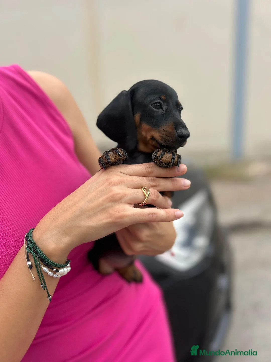 Teckel Miniatura perros en venta: teckel kaninchen  - Anuncio 5
