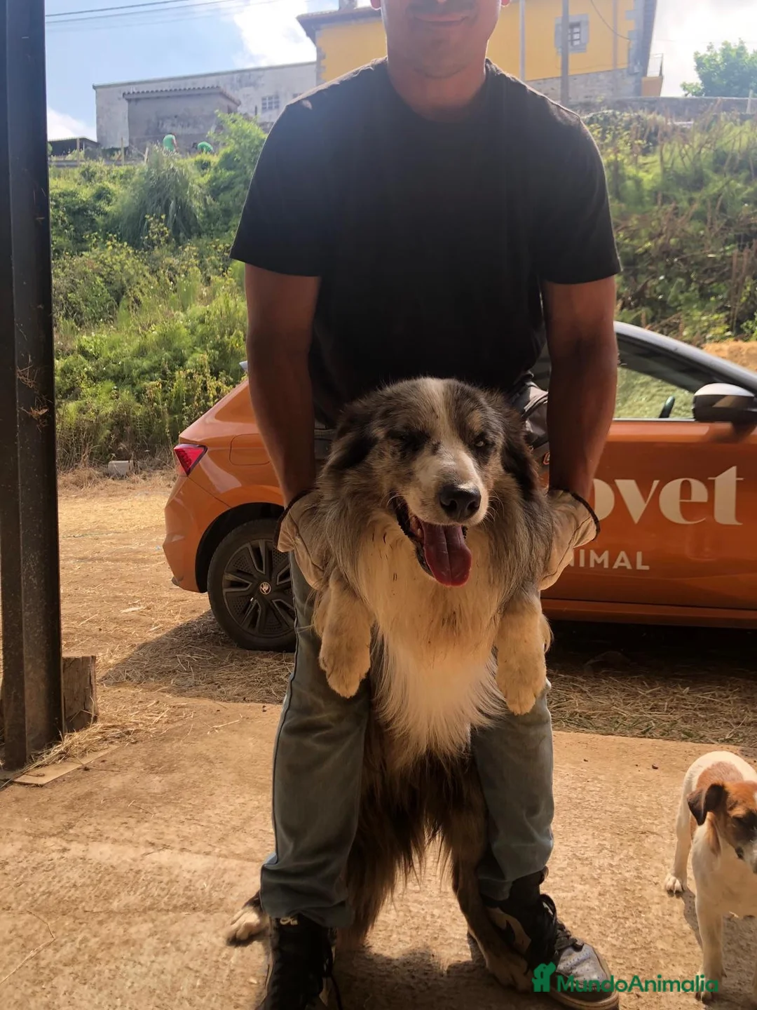 Border Collie perros en venta: Border collie  - Anuncio 2
