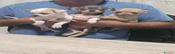 Chihuahua perros en venta: Preciosos chihuahuas mini en Valencia - Anuncio 2