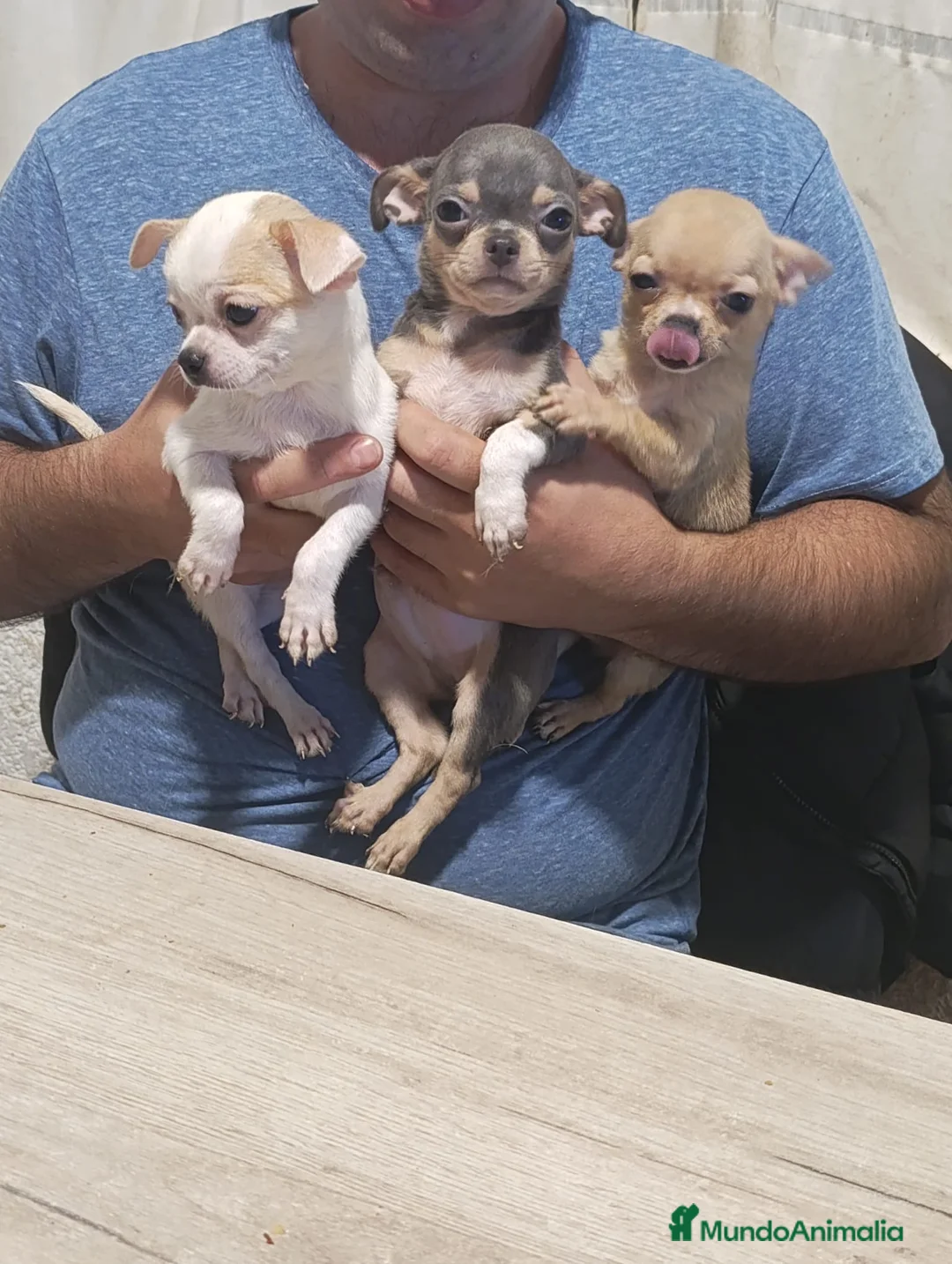 Chihuahua perros en venta: Preciosos chihuahuas mini en Valencia - Anuncio 2