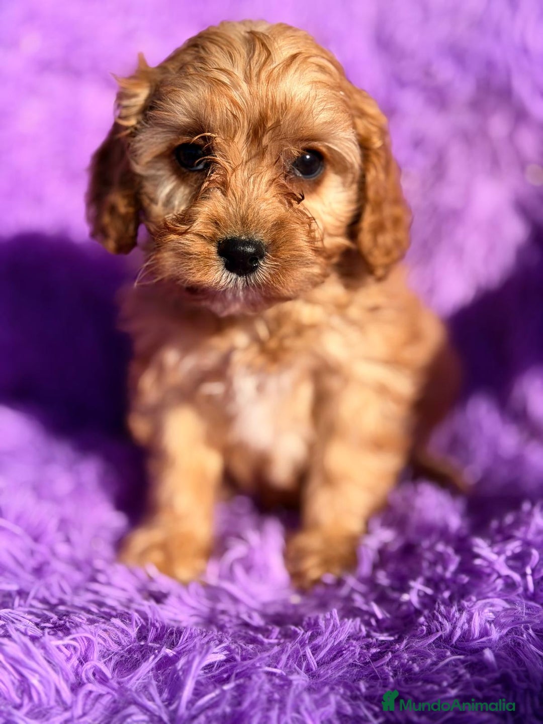 Cavapoo perros en venta: CAVAPOO  - Anuncio 5
