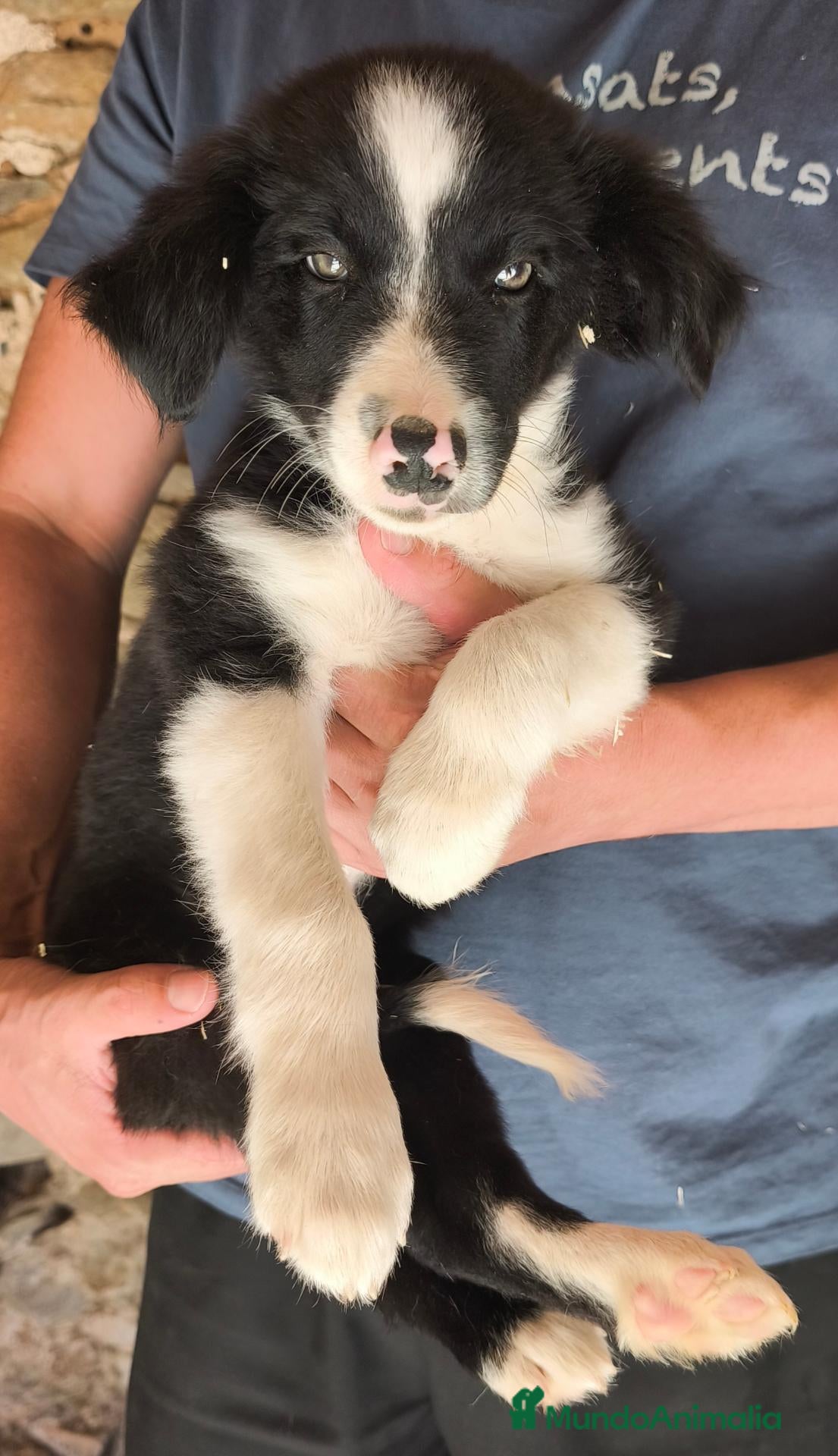 Border Collie perros Cachorro border collie! - Anuncio 2