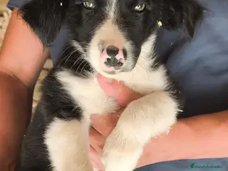 Border Collie perros Cachorro border collie! - Anuncio 2