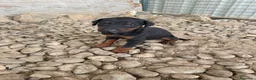 Dobermann perros en venta: Cachorros Dobermann!!!🐶🐾 - Anuncio 4