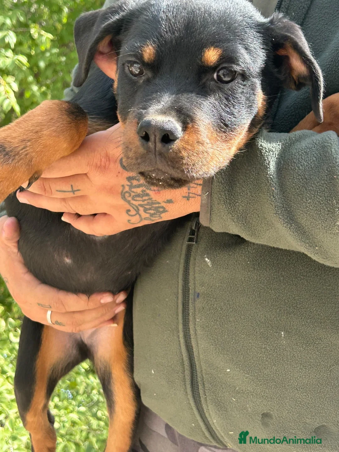Rottweiler perros en venta: Rottweiler  - Anuncio 4