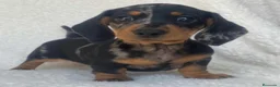 Teckel Miniatura perros en venta: teckel miniatura ( toda España )  - Anuncio 3