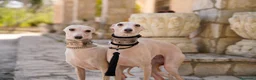 Pequeño Lebrel Italiano perros en venta: Camada cachorros Piccolo Lebrel Italiano - Anuncio 3
