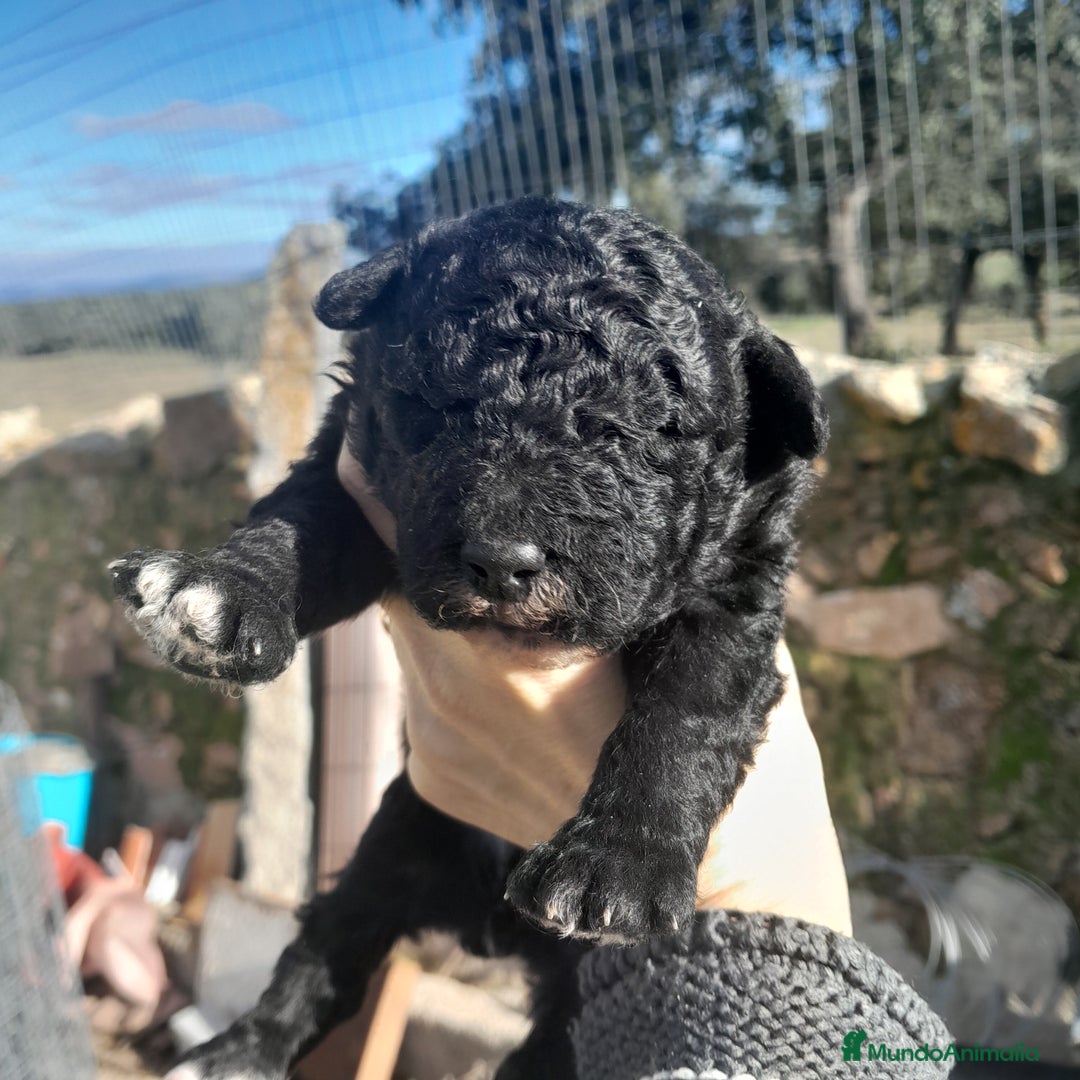 Perro de Agua Español perros en venta: PERRO DE AGUA ESPAÑOL - Anuncio 2