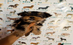Yorkshire Terrier perros en venta: Yorkshire toy - Imagen 1