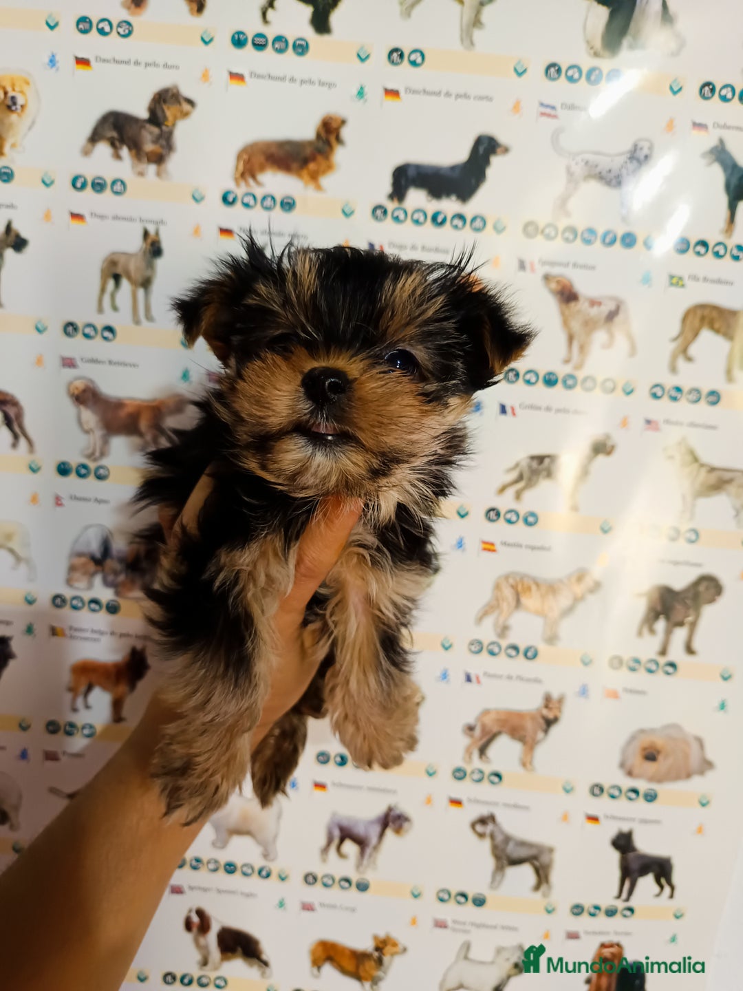 Yorkshire Terrier perros en venta: Yorkshire toy - Imagen 1