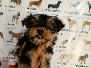 Yorkshire Terrier perros - Anuncio 42