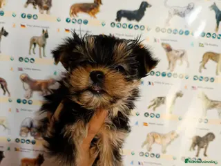 Yorkshire Terrier perros Yorkshire toy - Anuncio 11
