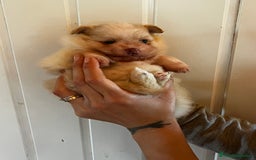 Pomerania perros en venta: Pomerania  - Imagen 3