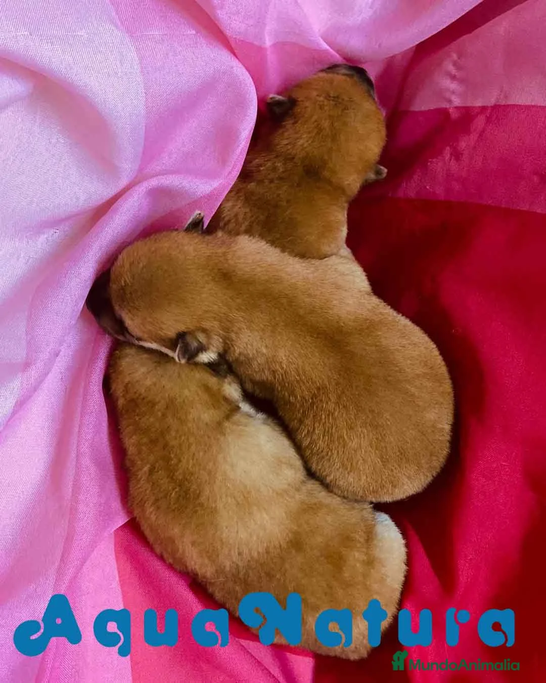 Shiba Inu perros en venta:  Camada Shiba Inu de Maya y Silvio AQUANATURA en Barcelona - Anuncio 6