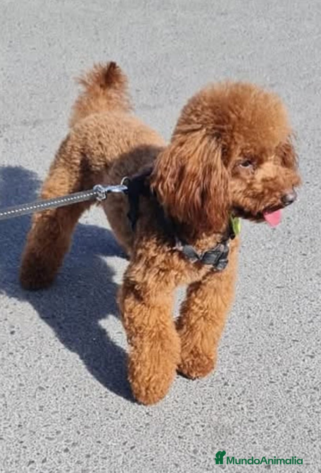 Caniche Toy perros en venta: Caniches madre apricot padre rojo - Anuncio 7