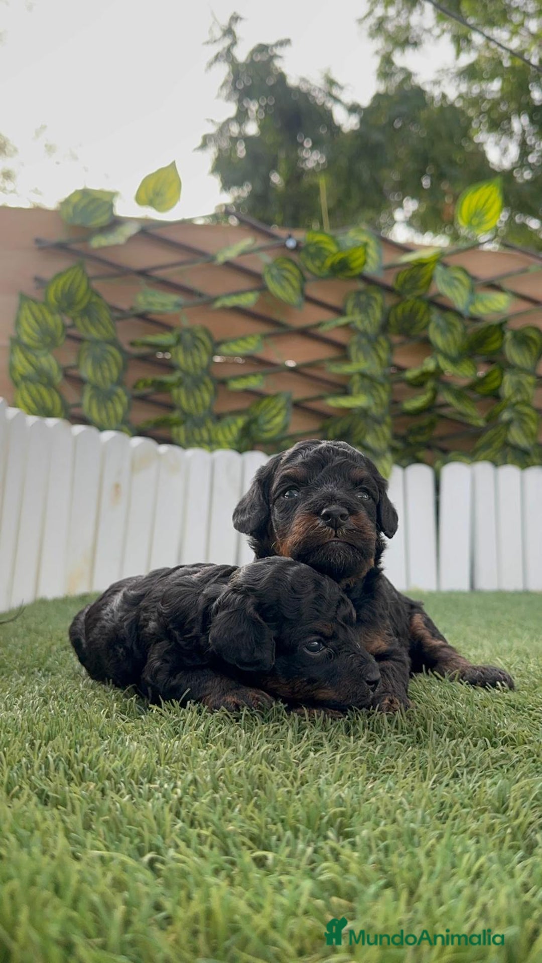 Caniche Toy perros en venta: CANICHE TOY HEMBRA COLOR NEGRO PHANTOM - Imagen 20