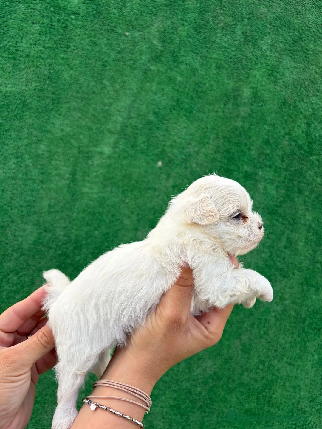 Bichón Maltés perros en venta: BICHÓN MALTÉS  - Anuncio 1