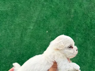Bichón Maltés perros BICHÓN MALTÉS - Anuncio 1