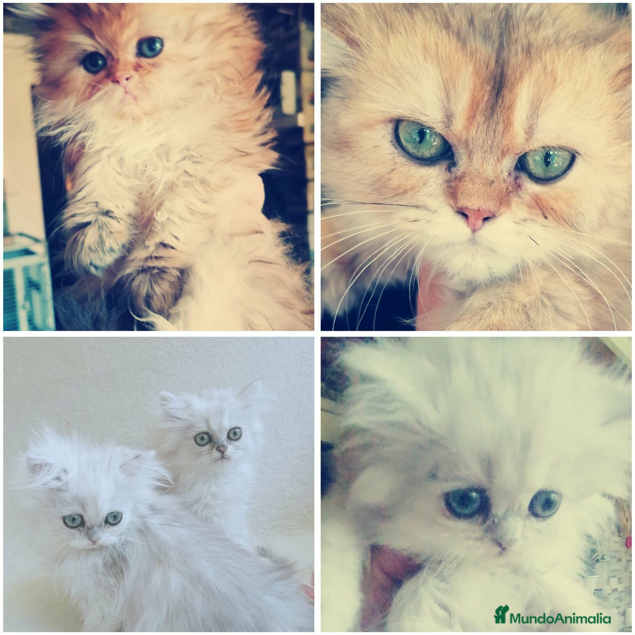 Persa gatos Gatos persa Chinchilla - Anuncio 1