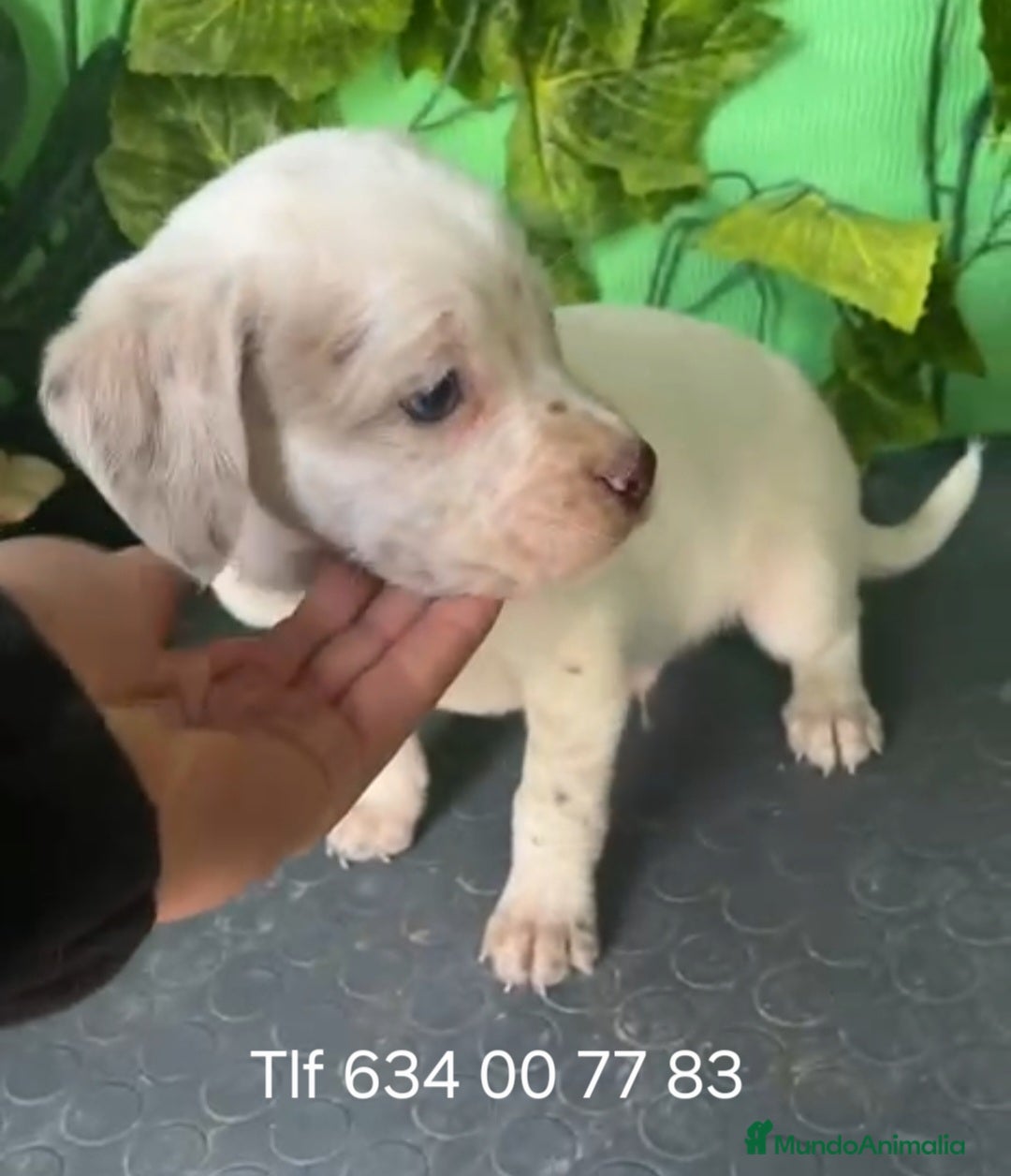 Raza Mixta perros en venta: Excelentes border con Bretón  - Anuncio 4