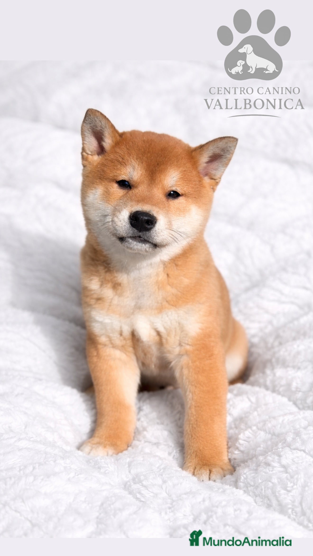 Shiba Inu perros Shiba Inu rojo  - Anuncio 1