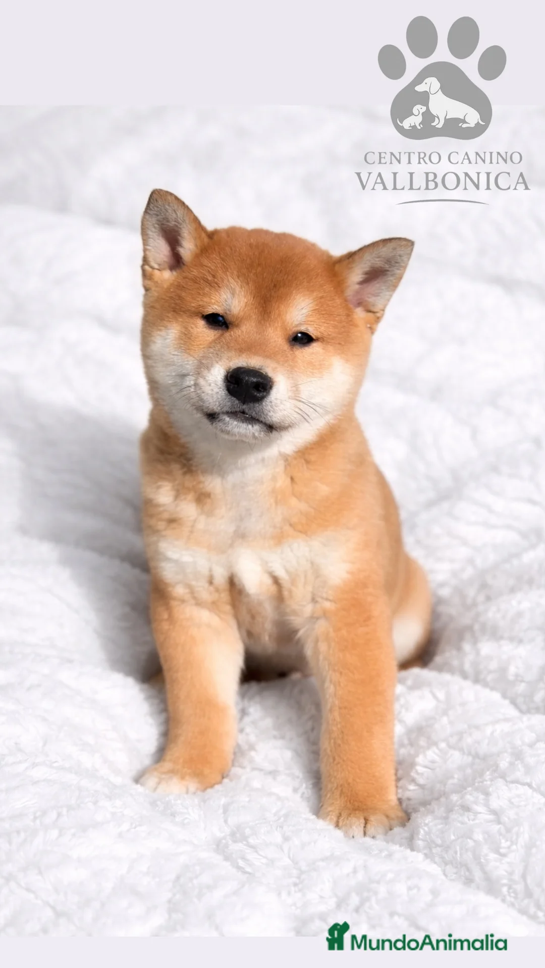 Shiba Inu perros en venta: Shiba Inu rojo  - Anuncio 1