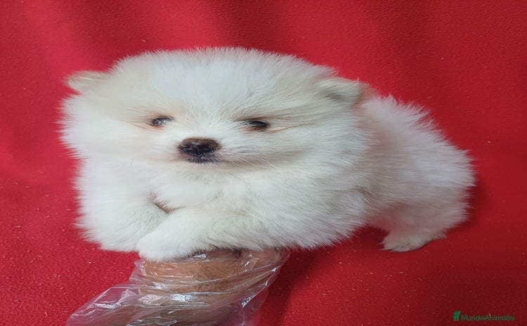Pomerania perros - Propaganda 5