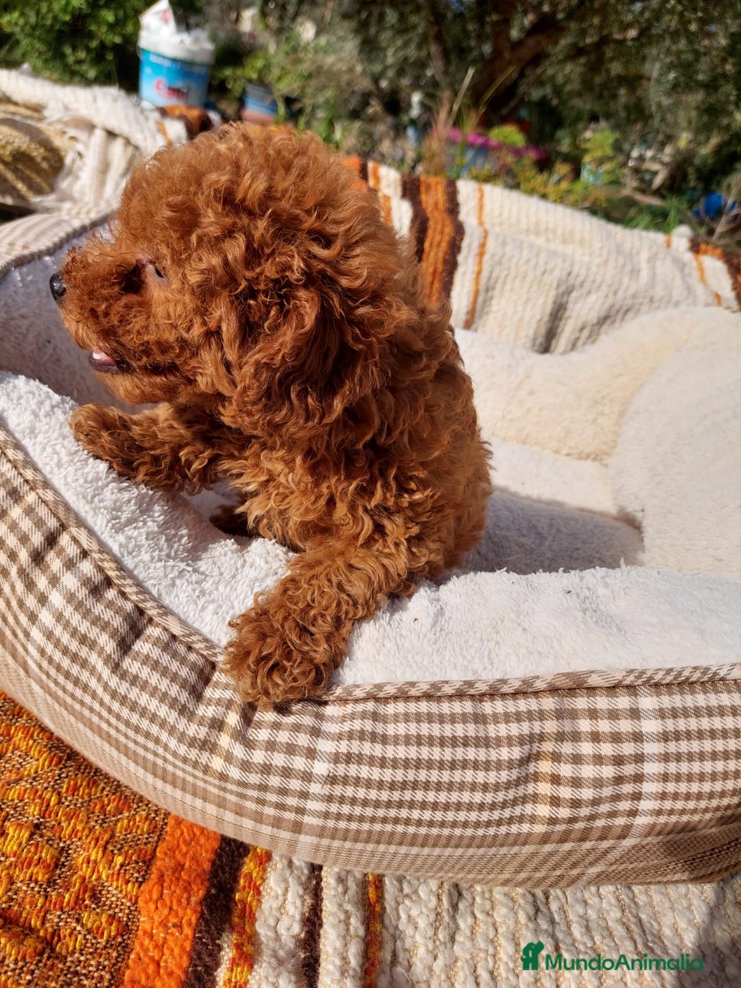 Caniche Toy perros en venta: CANICHES ROJOS EXCLUSIVOS  - Anuncio 10