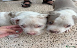 American Bully perros en venta: American bully  - Imagen 3