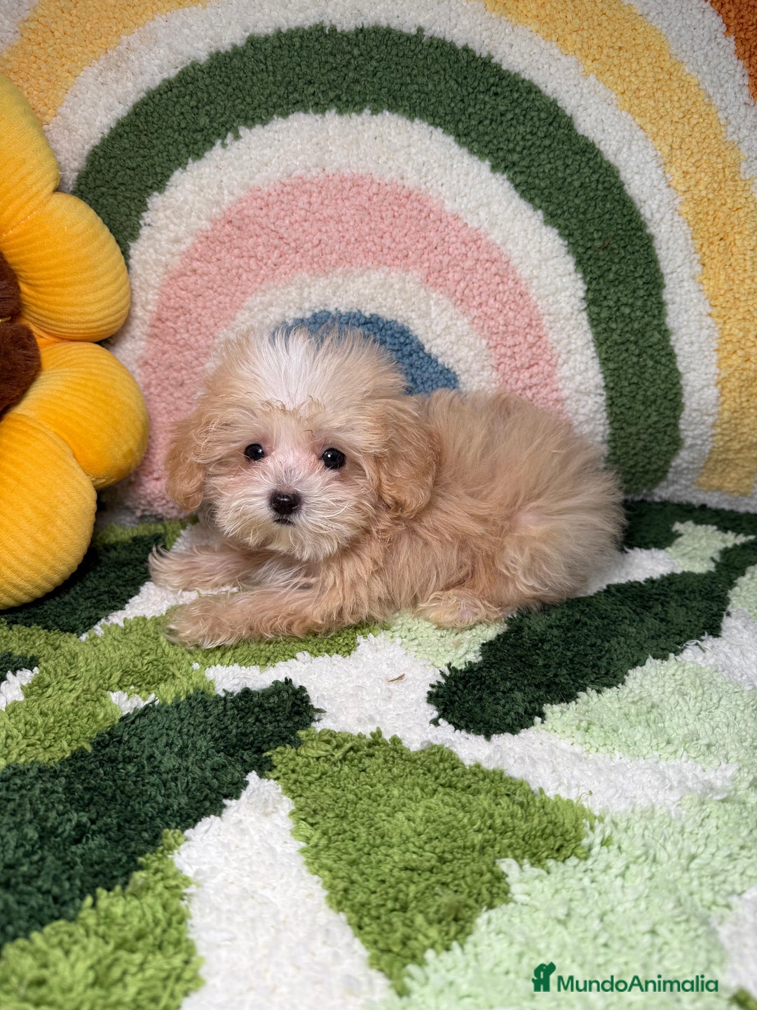 Maltipoo perros en venta: Maltipoo Teacup - Imagen 3