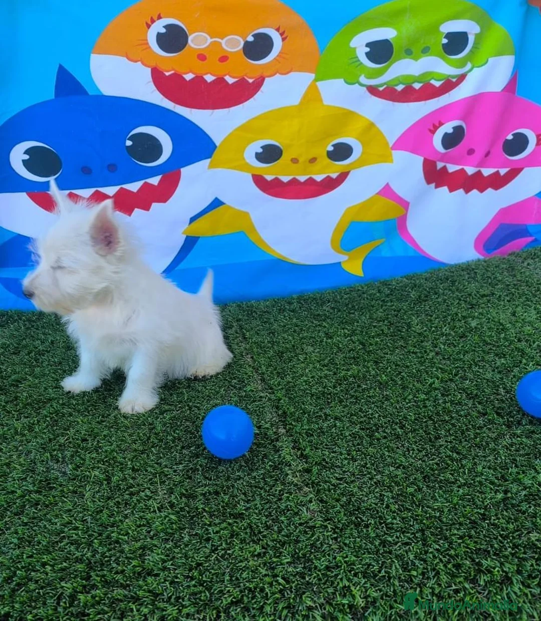 West Highland White Terrier perros en venta: Puppymas tu centro canino  - Anuncio 1