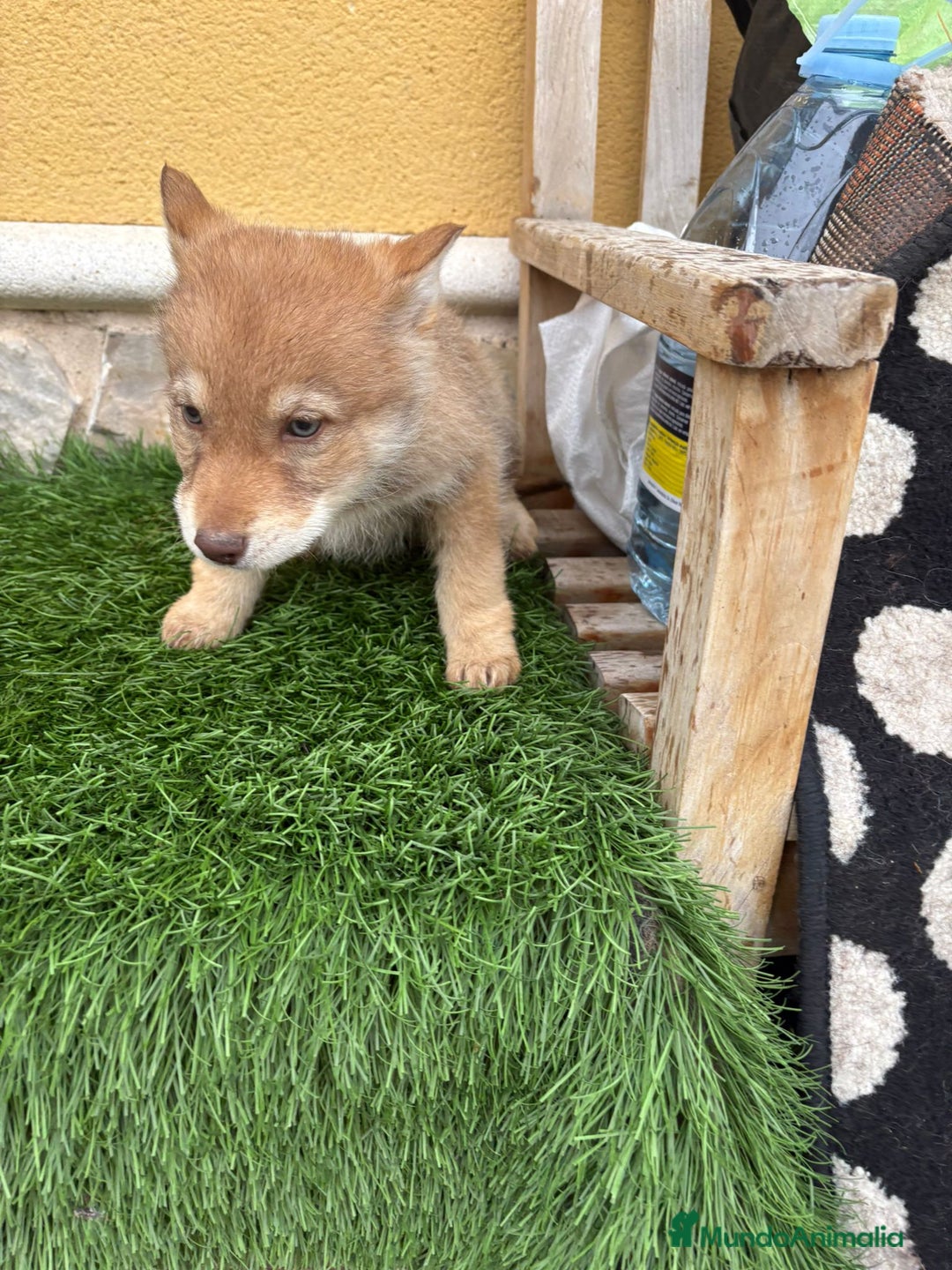 Perro Lobo de Saarloos perros en venta: Perro lobo ibérico hembra roja - Anuncio 15