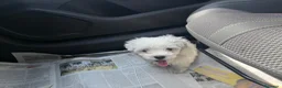 Bichón Maltés perros en venta: Bichon maltés precio el del anuncio  - Anuncio 2