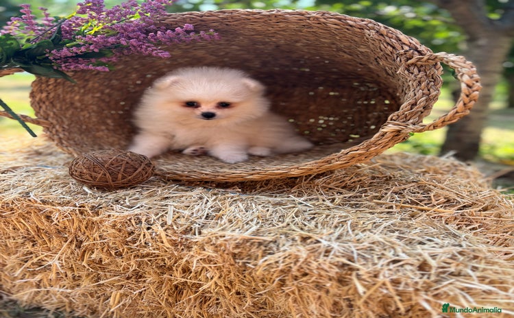 Pomerania perros - Anuncio 10