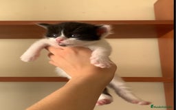 Maine Coon gatos en venta: Maine Coon  - Imagen 4