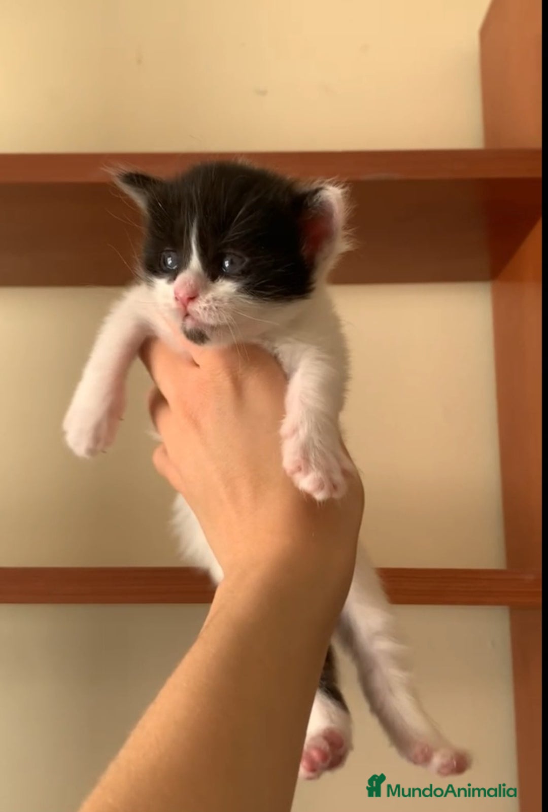 Maine Coon gatos en venta: Maine Coon  - Imagen 4
