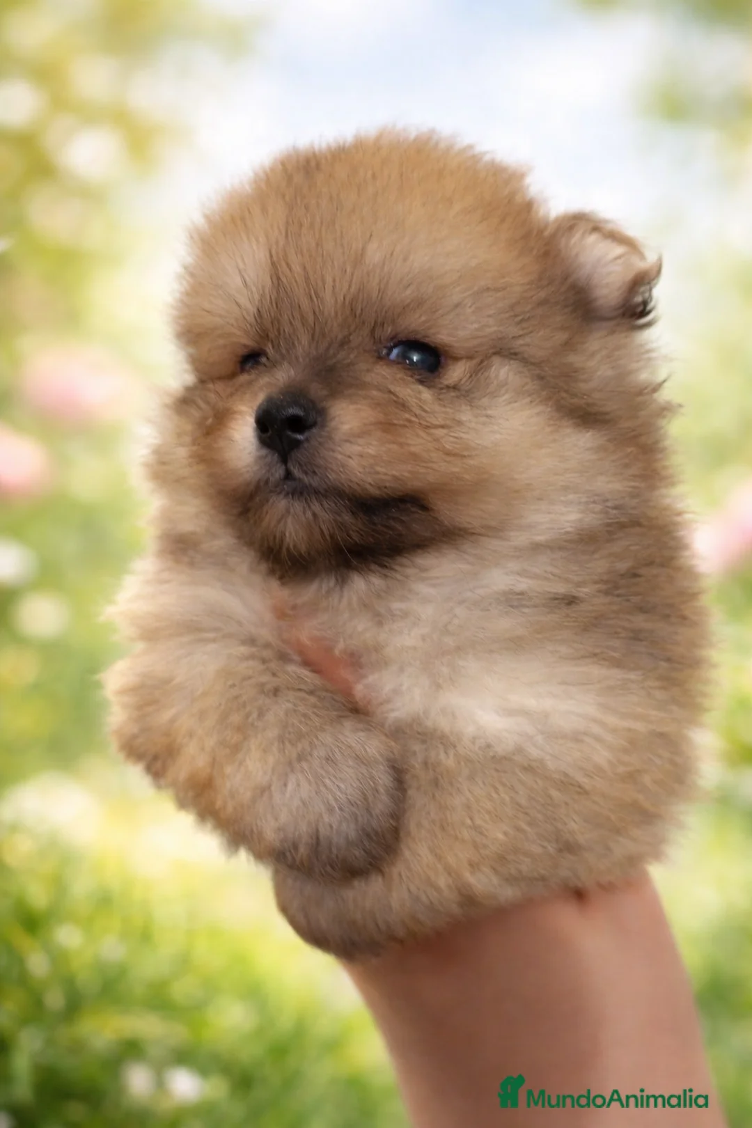 Pomerania perros en venta: Pomeranias toy - Anuncio 1