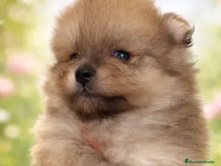Pomerania perros Pomeranias toy - Anuncio 1