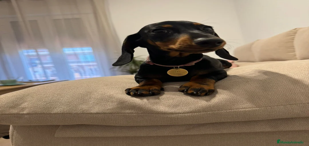 Imagen de galería {{count}}