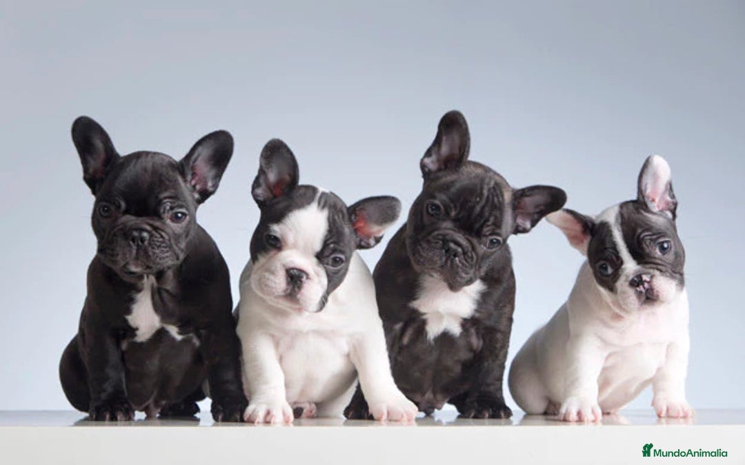 Bulldog Francés perros en venta: Adorable bebe de Bulldog Francés - Imagen 1