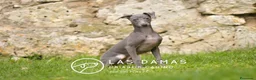 Pequeño Lebrel Italiano perros en venta: Piccolo lebrel italiano - Anuncio 5