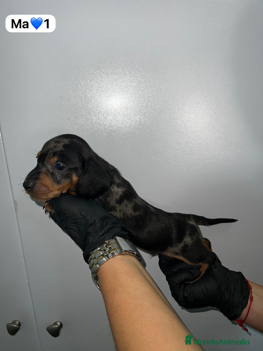 Teckel Miniatura perros en venta: Teckel arlequín plata mini - Anuncio 1