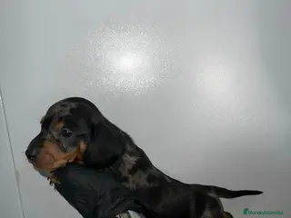 Teckel Miniatura perros Teckel arlequín plata mini - Anuncio 14